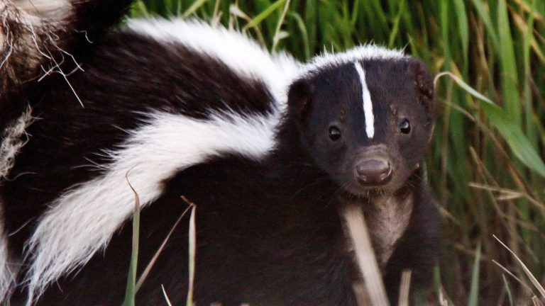 How To Dispose Of A Dead Skunk - DisposeOfThings.com